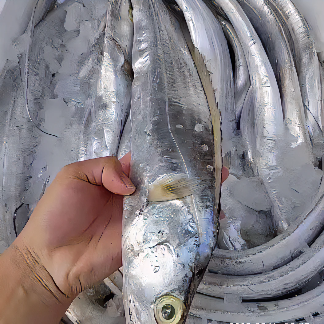 野生海捕带鱼 肉质鲜美新鲜海鱼