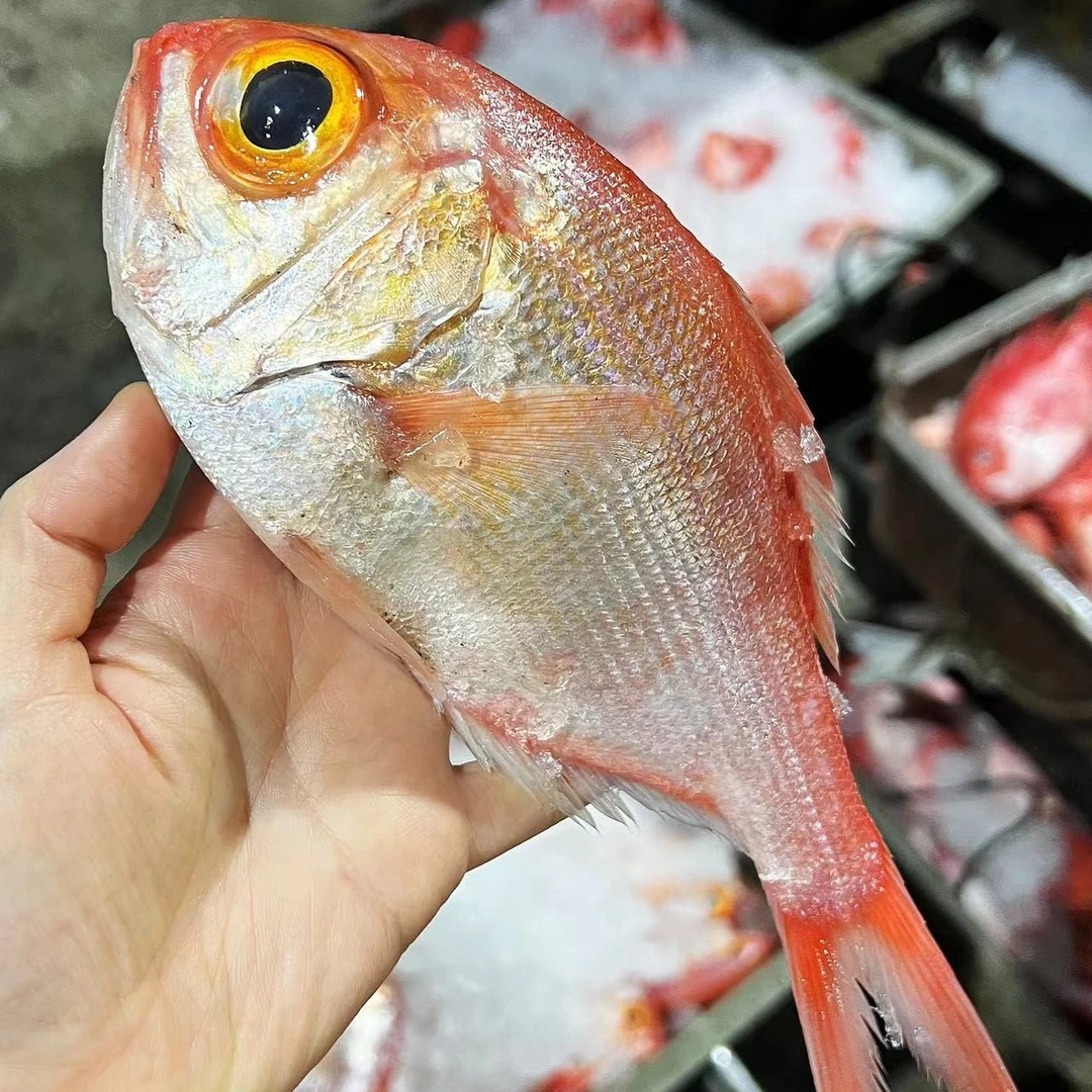 野生海捕红皮刀鱼金目鲷 大目仔鱼清蒸肉嫩细腻红烧