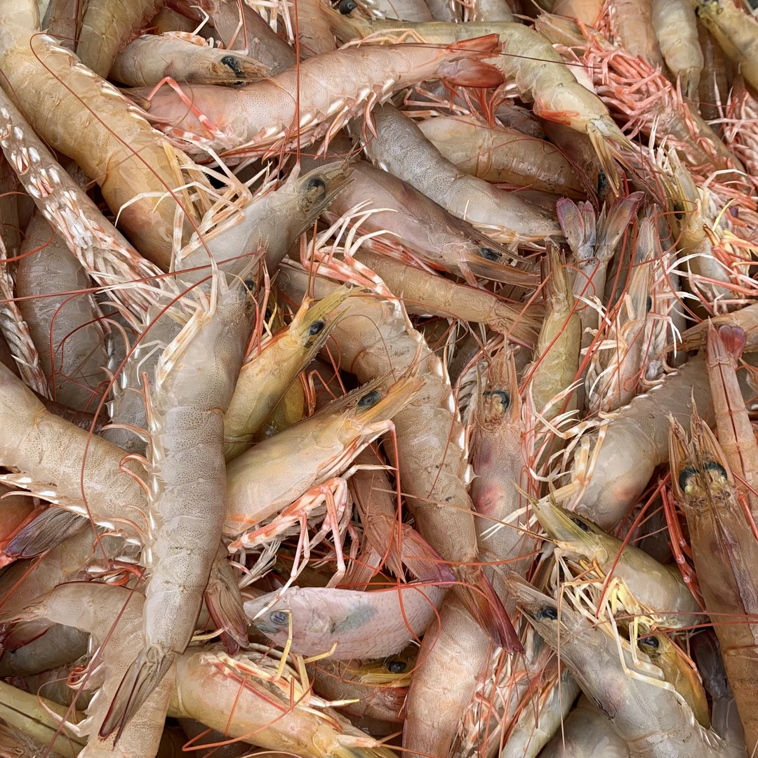 野生海捕小卢虾 新鲜麻虾海虾