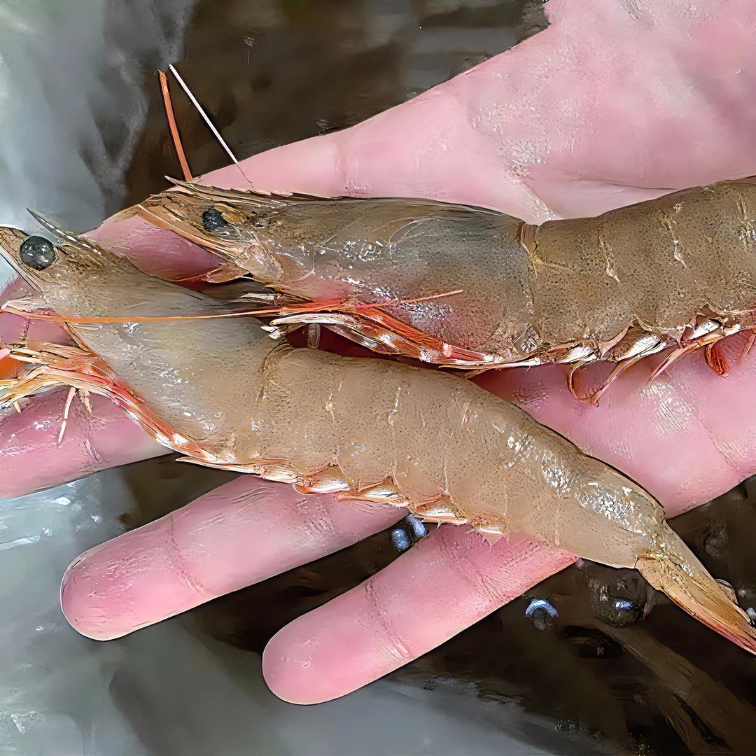 【小胞】野生海捕卢虾母 部分带膏麻虾新鲜沙卢虾