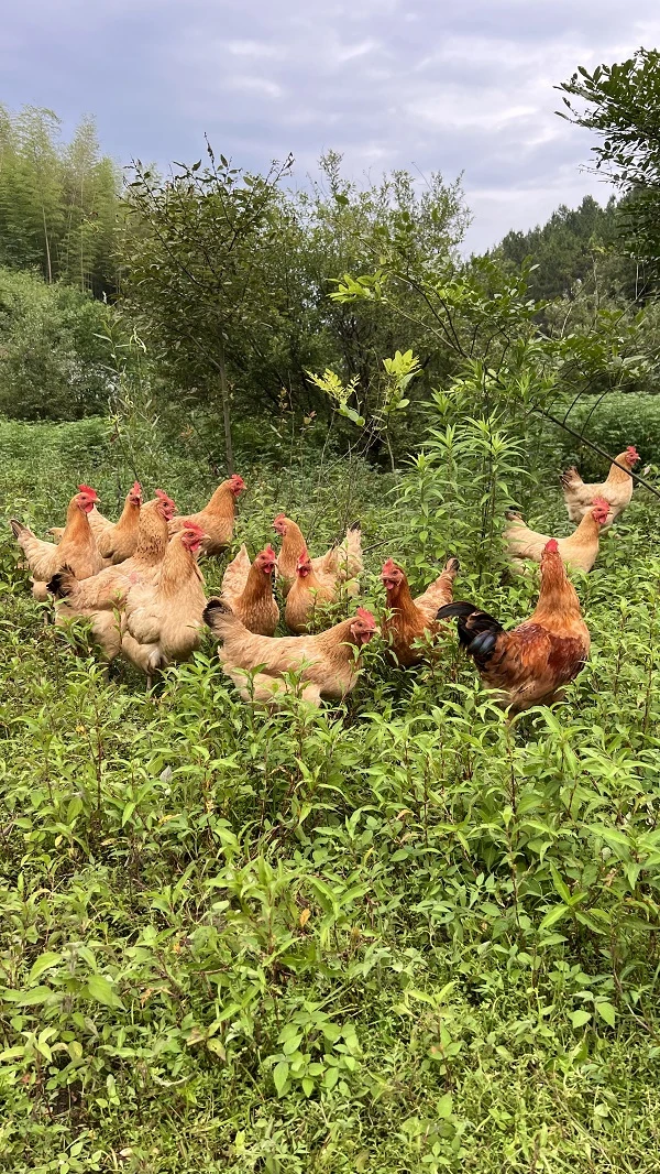 【土蛋哥专属】九华山600天深山老母鸡山林跑步鸡顺丰冷链包邮现发