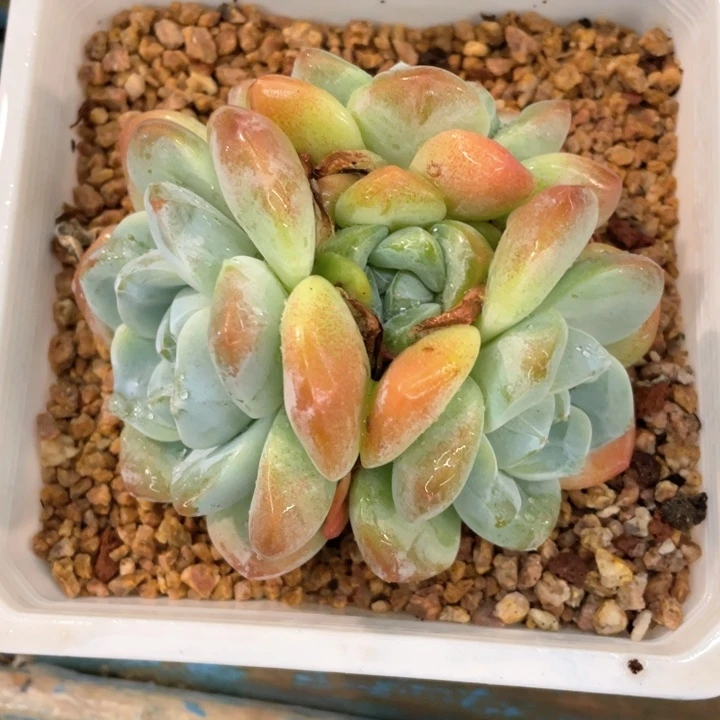 北*弥鹿之森一物一图