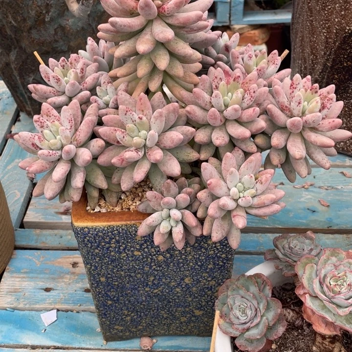 斌**怡弥一物哦突破