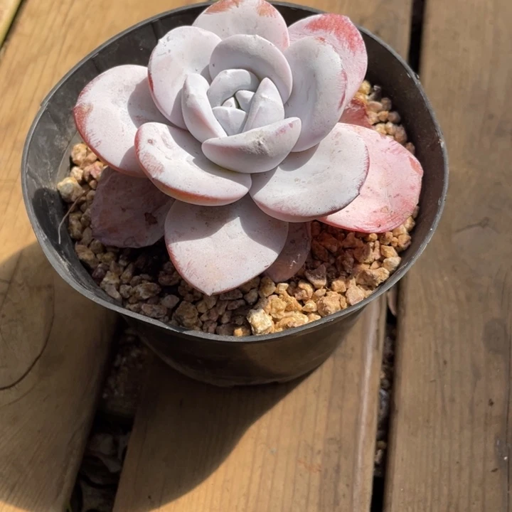 我****哇弥一物图片一物一拍