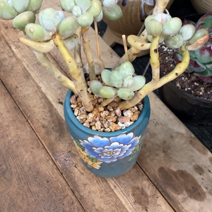 宛*弥鹿之森一物一图