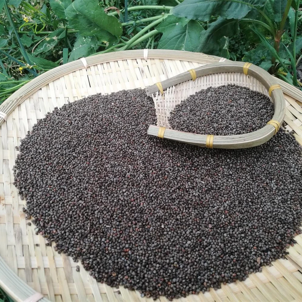 新货贵州安顺油性引子酥麻黑苏子四川生酥麻紫籽苏子500g包邮