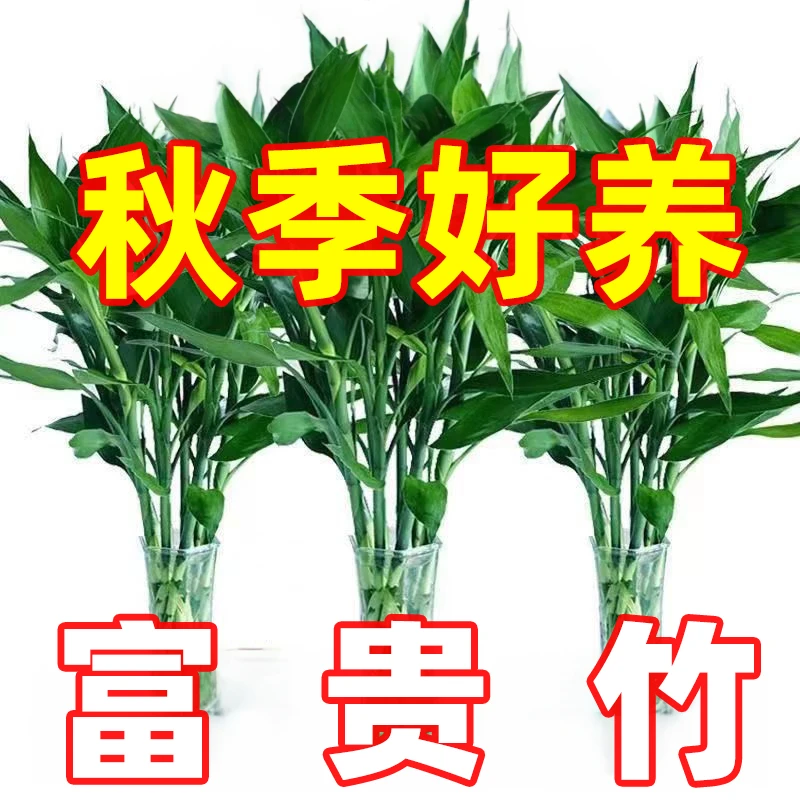 海南基地直销富贵竹水培植物竹室内绿植花卉茶几盆栽绿植