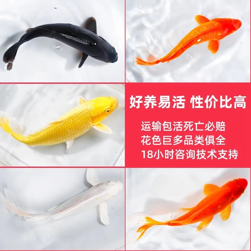 锦鲤鱼活鱼冷水淡水鱼苗观赏鱼金鱼小型好养耐活纯种红白三色包邮