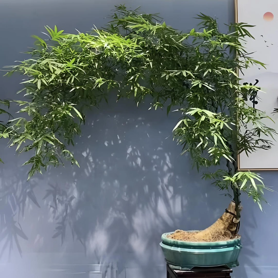 小叶簕竹老桩盆栽植物四季盆景室内办公室绿植大叶阳台竹子北欧