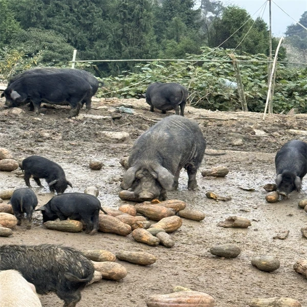 四川纯粮喂养跑山藏香猪肉(d)