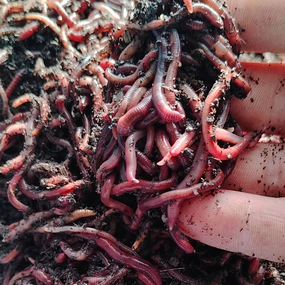 红紫蚯蚓大号鲜活牛粪大平二号 淡水鱼鲫鱼罗非草鱼鲈鱼桂鱼饵料