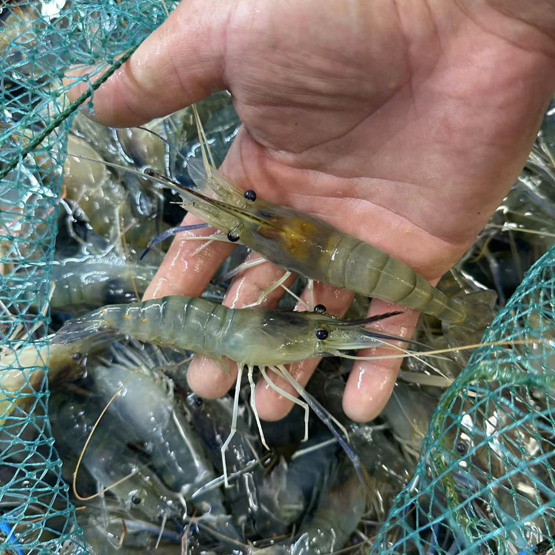 断氧罗氏虾2斤起 发快递（ 仅限沈阳市内拍 断氧 发不了外地）