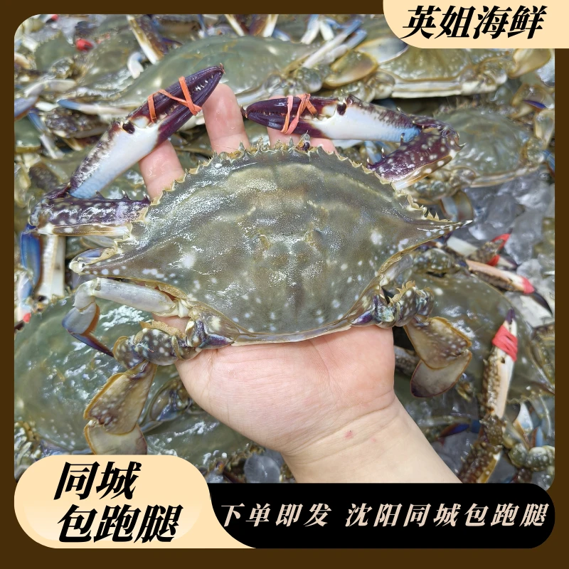 公吃肉母随机三斤起仅限沈阳市内五区拍单只2两左右【保鲜不保活】