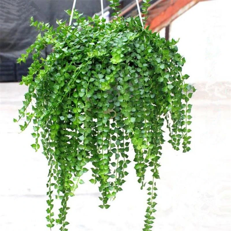 百万心吊兰绿植盆栽垂吊藤蔓阳台庭院四季常青好养易活植物耐阴旱