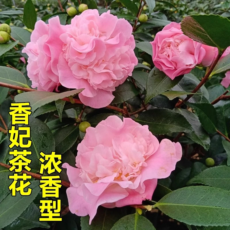 【双十二特惠】四季香妃山茶花树苗盆栽浓香型带花苞好养易活阳台