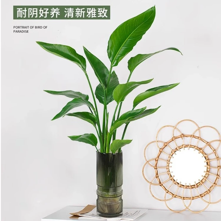 天堂鸟盆栽水培植物客厅绿植鹤望兰桌面绿植客厅大摆件好养花卉