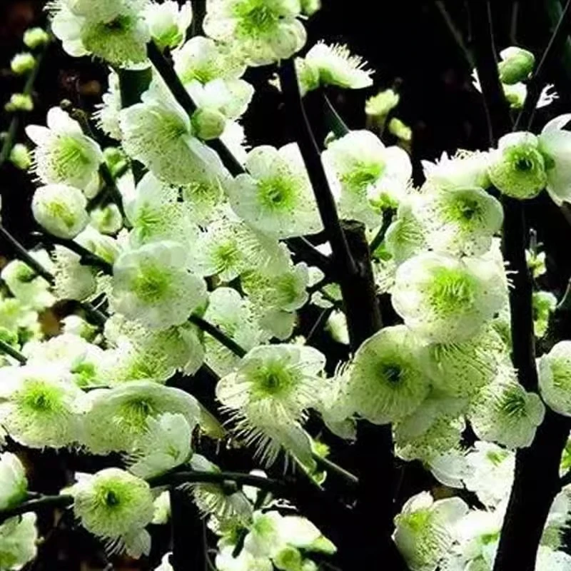 绿梅花卉盆栽耐寒植物绿萼梅花老桩盆景绿色香气浓郁花色洁白优雅