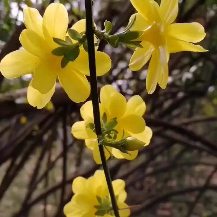 迎春花卉盆栽好养易活耐寒植物室内阳台庭院造景
