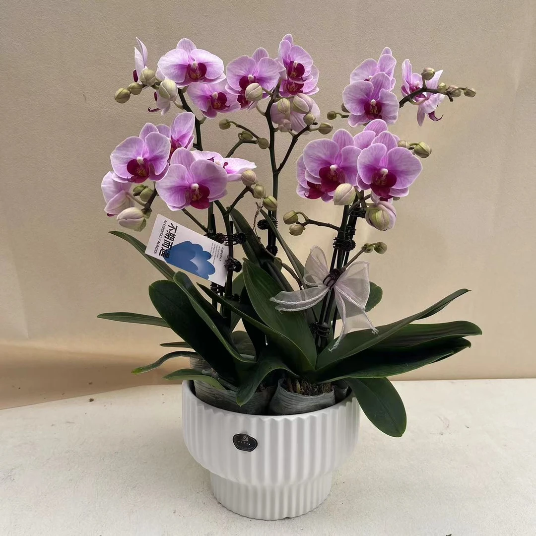 [宝贝]2.8寸植株高品質蝴蝶蘭基地直发种植观赏花卉蝴蝶兰兰花