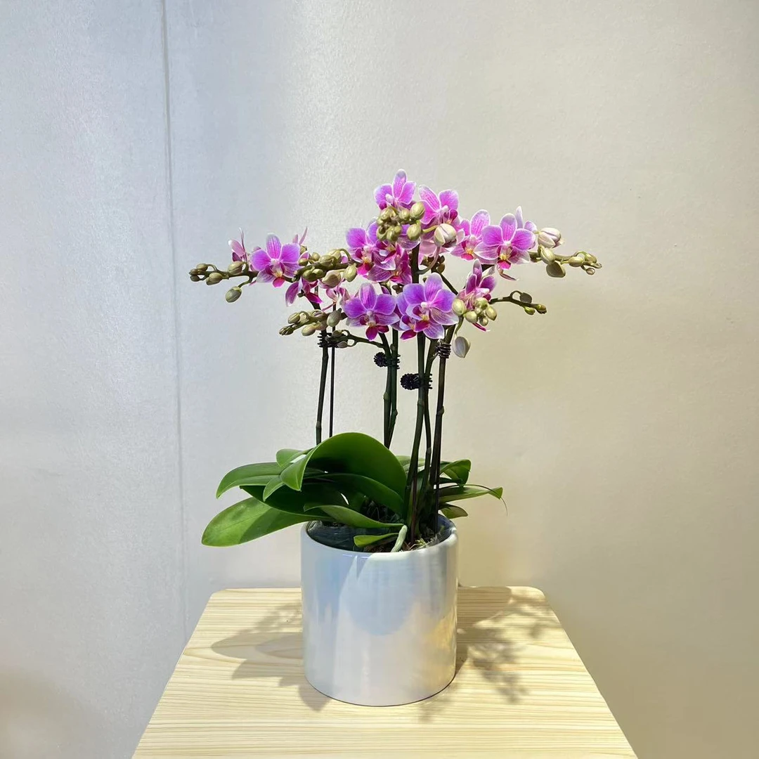 组盆装[香格里拉]2.8寸杯蝴蝶兰 叶片碧绿 基地直发