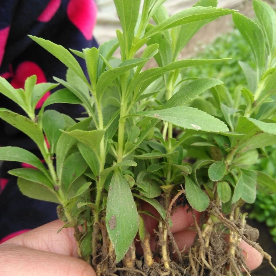 甜叶菊可食用甜味菊地栽阳台盆栽泡茶甜味品四季种苗