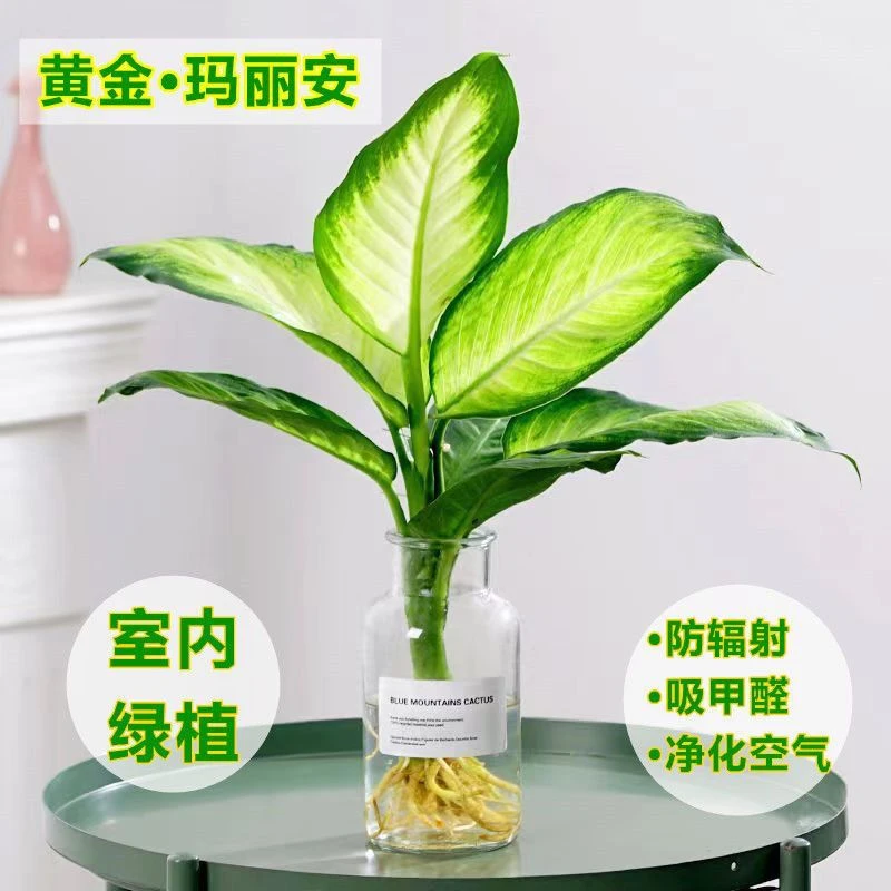 玛丽安粉黛万年青盆栽桌面好养水培花卉办公室绿植发财金银皇后