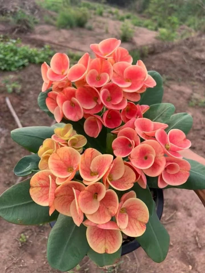 【黄金甲】梅花大戟 泰系虎刺梅 铁海棠