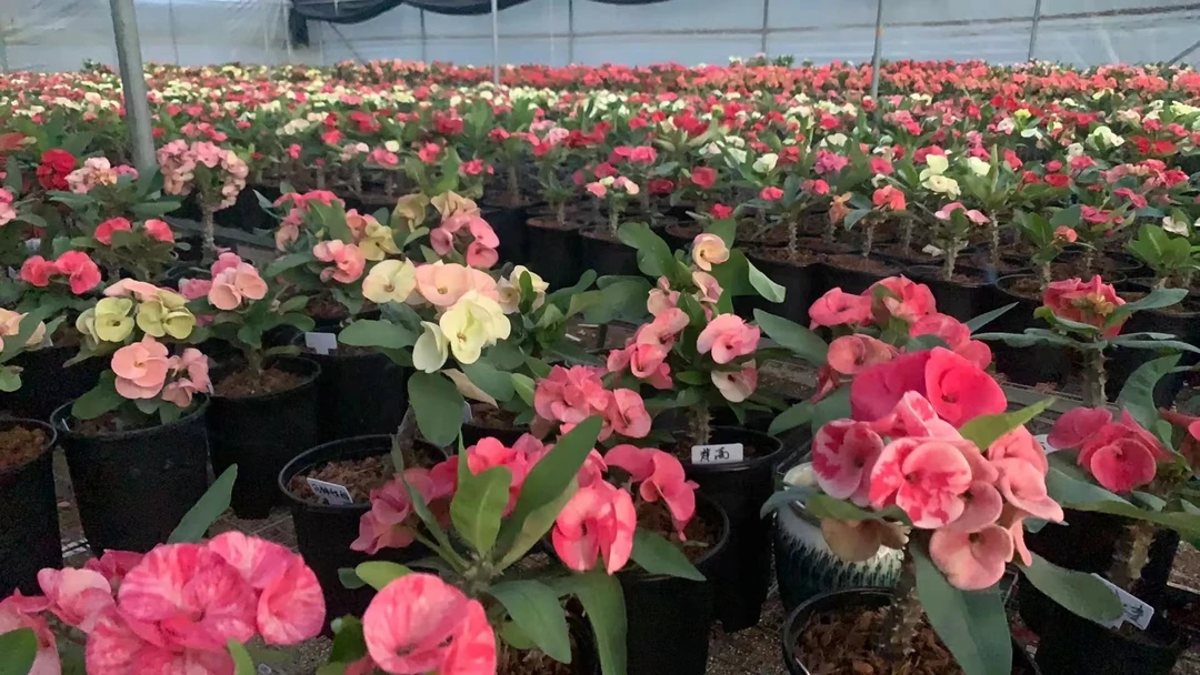 美花大戟随机一棵