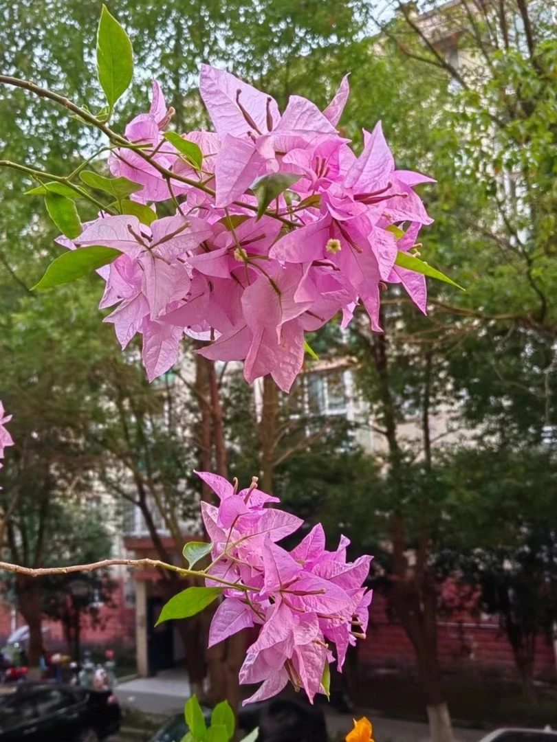 [三角梅一物一拍]～花大叶大勤花、飘枝爬藤垂吊