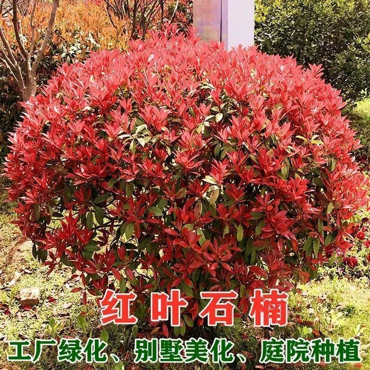 红叶石楠球形树苗高杆树庭院园林别墅球形绿植圆四季常青耐寒耐旱