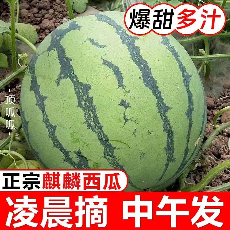 8424冰糖麒麟瓜夏邑头茬瓜有籽软籽新鲜现摘现发顺丰包邮精品瓜王