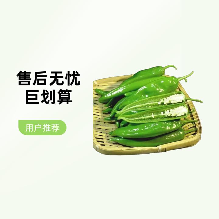 【顺丰包邮】新鲜辣椒现摘现发产地直发中辣香辣软薄皮脆口湘研55号