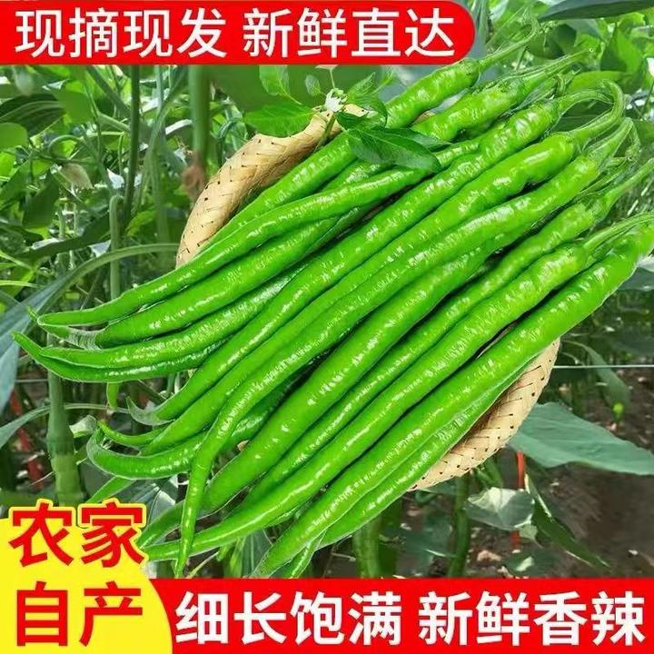 正宗当季线椒二荆条青线椒尖椒农家自种中辣新鲜现摘现发产地直发