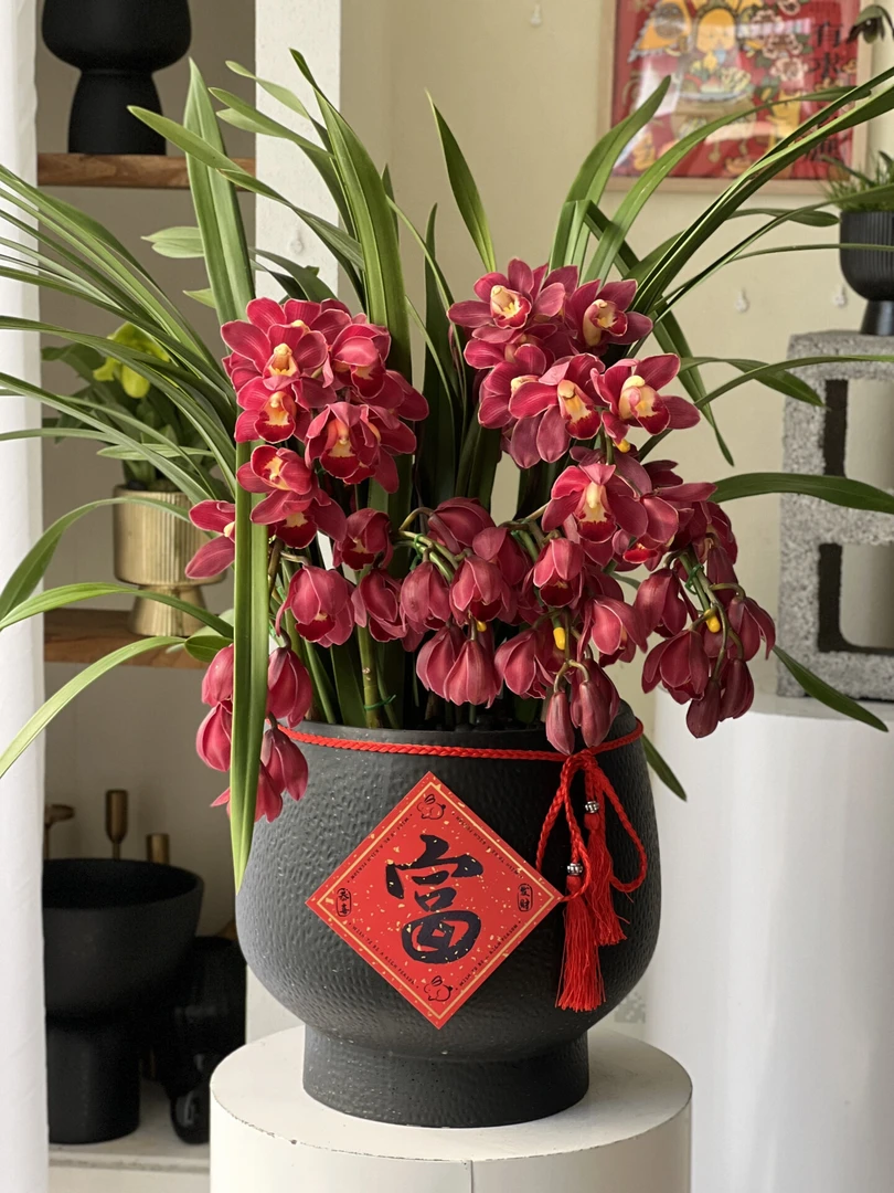 大红袍喜庆年宵花落地款大花红色大红袍 好看精致清新植株赏花