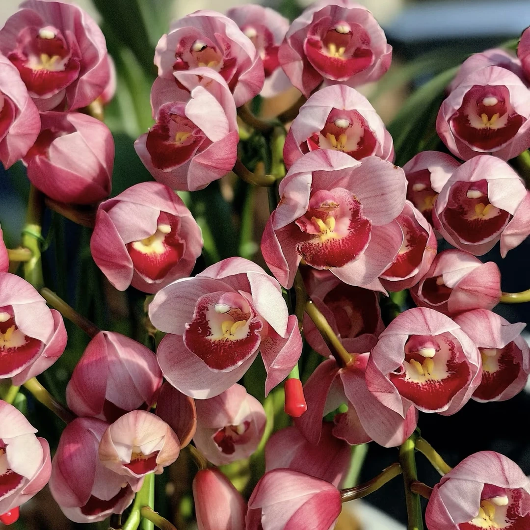 桌面【福星】粉色大花兰花 室内 办公室 年宵花 大花蕙兰养护简单