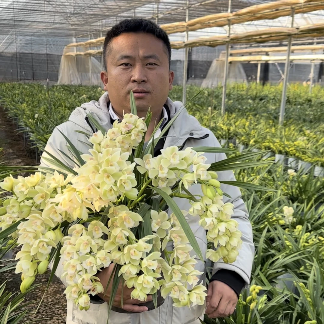 【白玉香兰】室内 办公室 书房 养护容易/桌面高端兰花