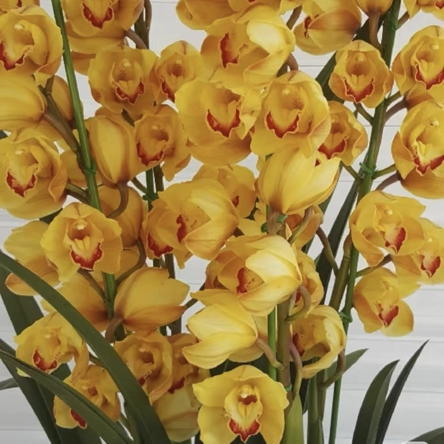 【桌面金光】桌摆金黄色高端大兰花室内办公室年宵花大花蕙兰好养护