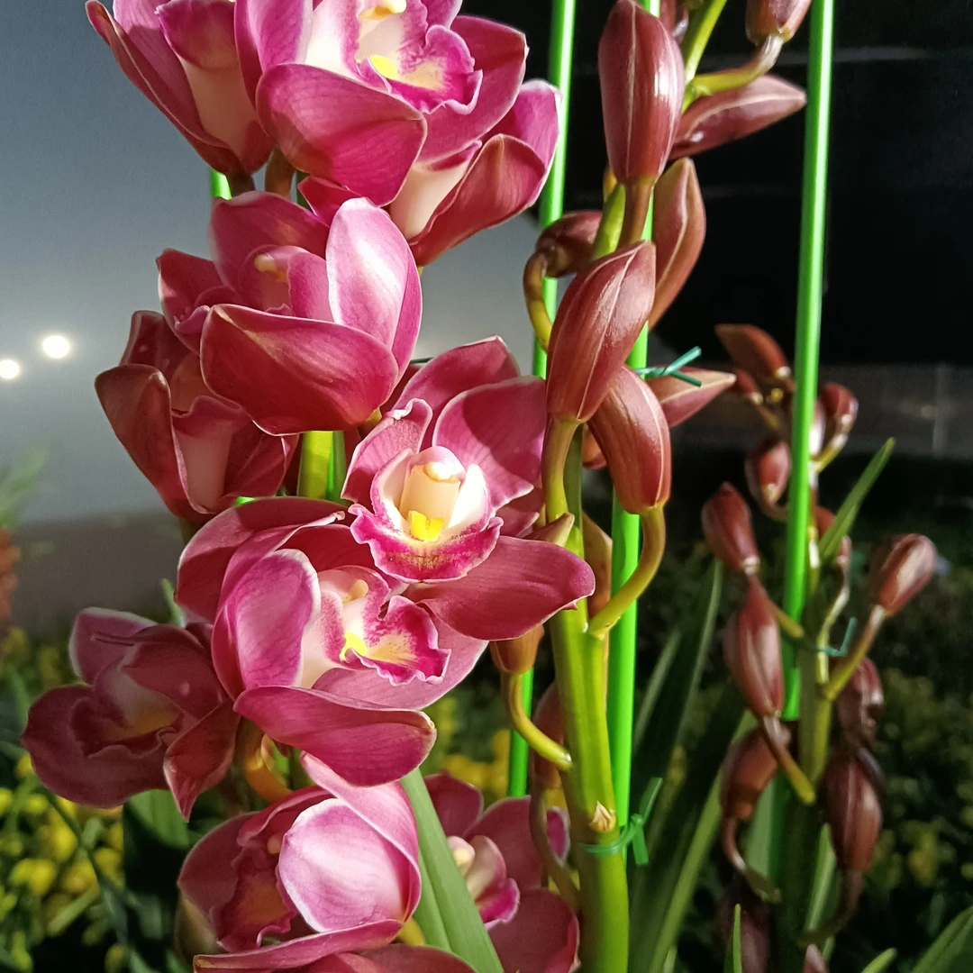 《绣球》落地款  大花蕙兰喜庆年宵花