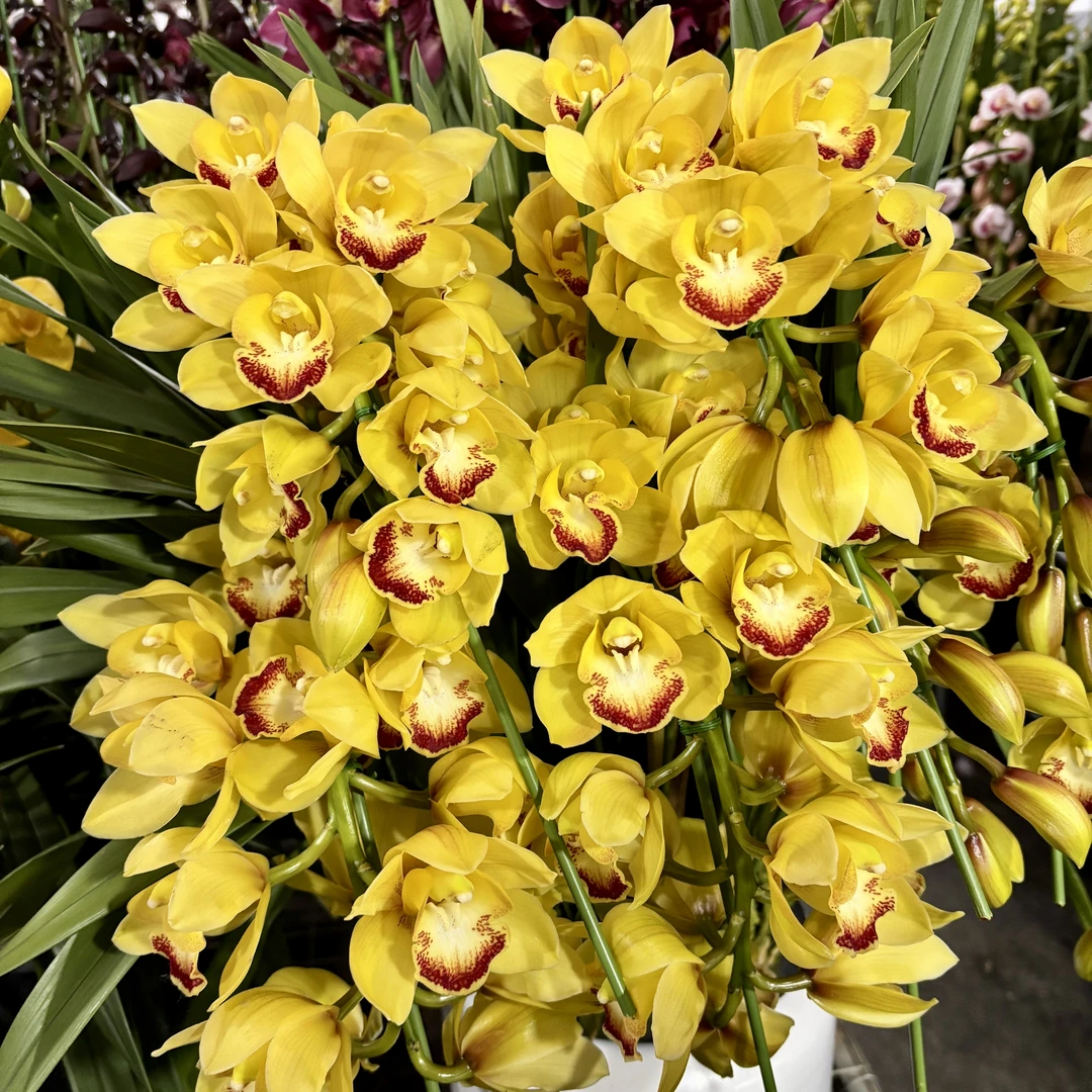 桌面《黄金岁月》金黄色高端大兰花室内办公室年宵花大花蕙兰好养护