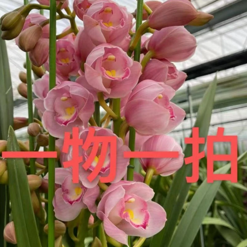 【一物一拍】 兰花颜色艳丽花期长好养活黄色冬季春季