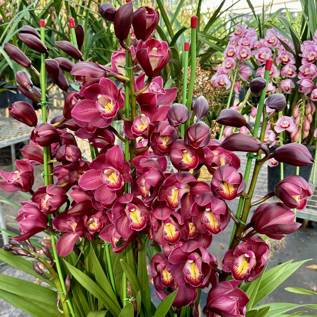 《万紫千红》4支福利 红色高端大花兰花 室内办公室 年宵花大花蕙兰