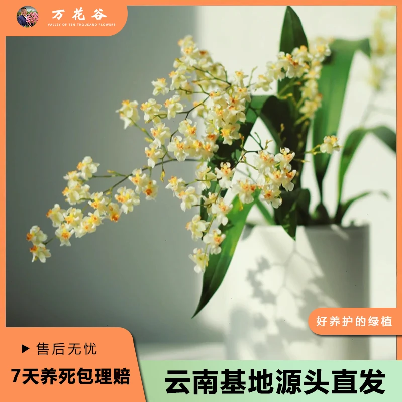 《罗曼香》 梦香兰光照下浓香/小巧桌摆花/适合卧室 书房 卧室