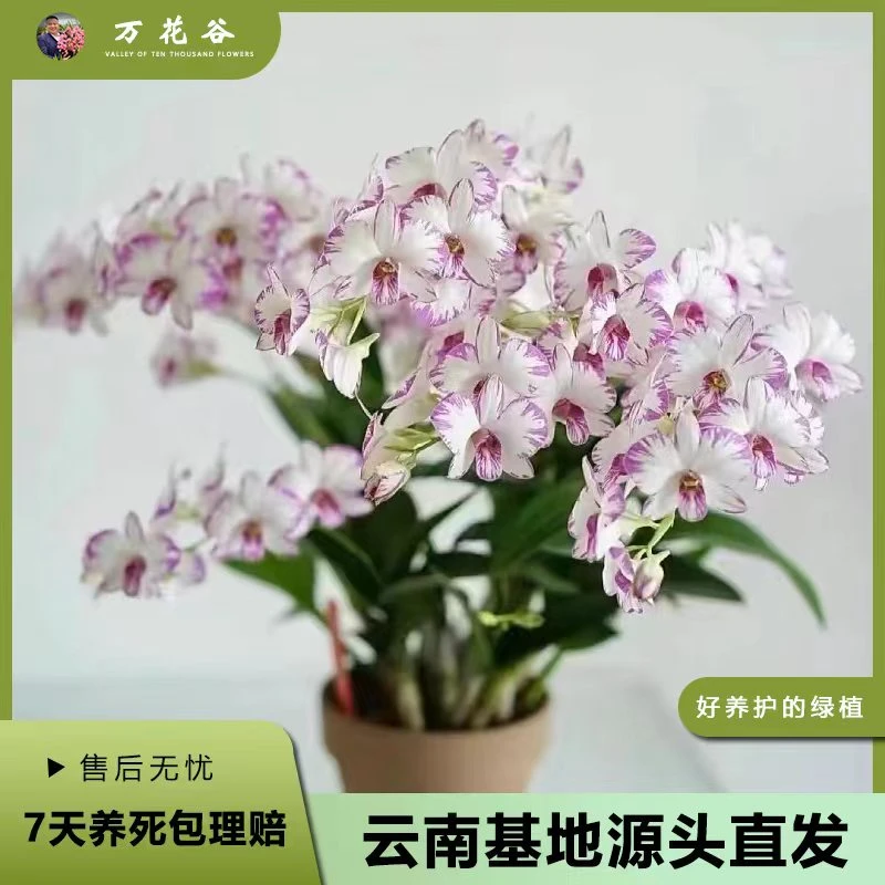 【泼墨 】（一物一拍）秋石斛兰盆栽客厅阳台新手好养 爆花机器