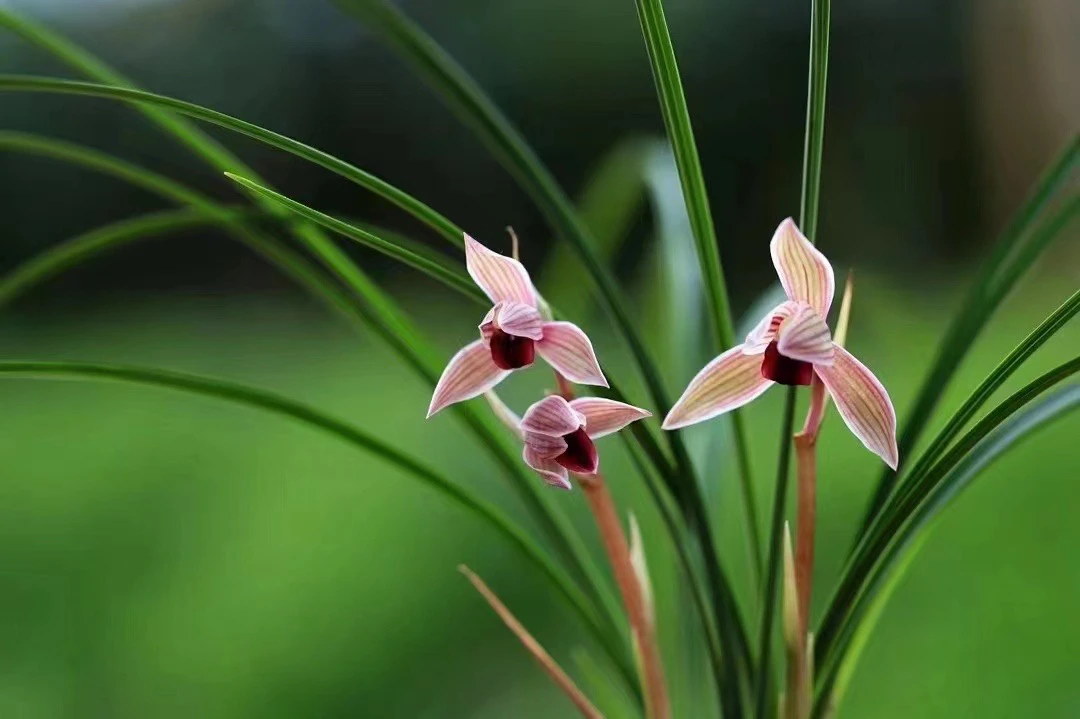 云南莲瓣兰 直播间一物一拍