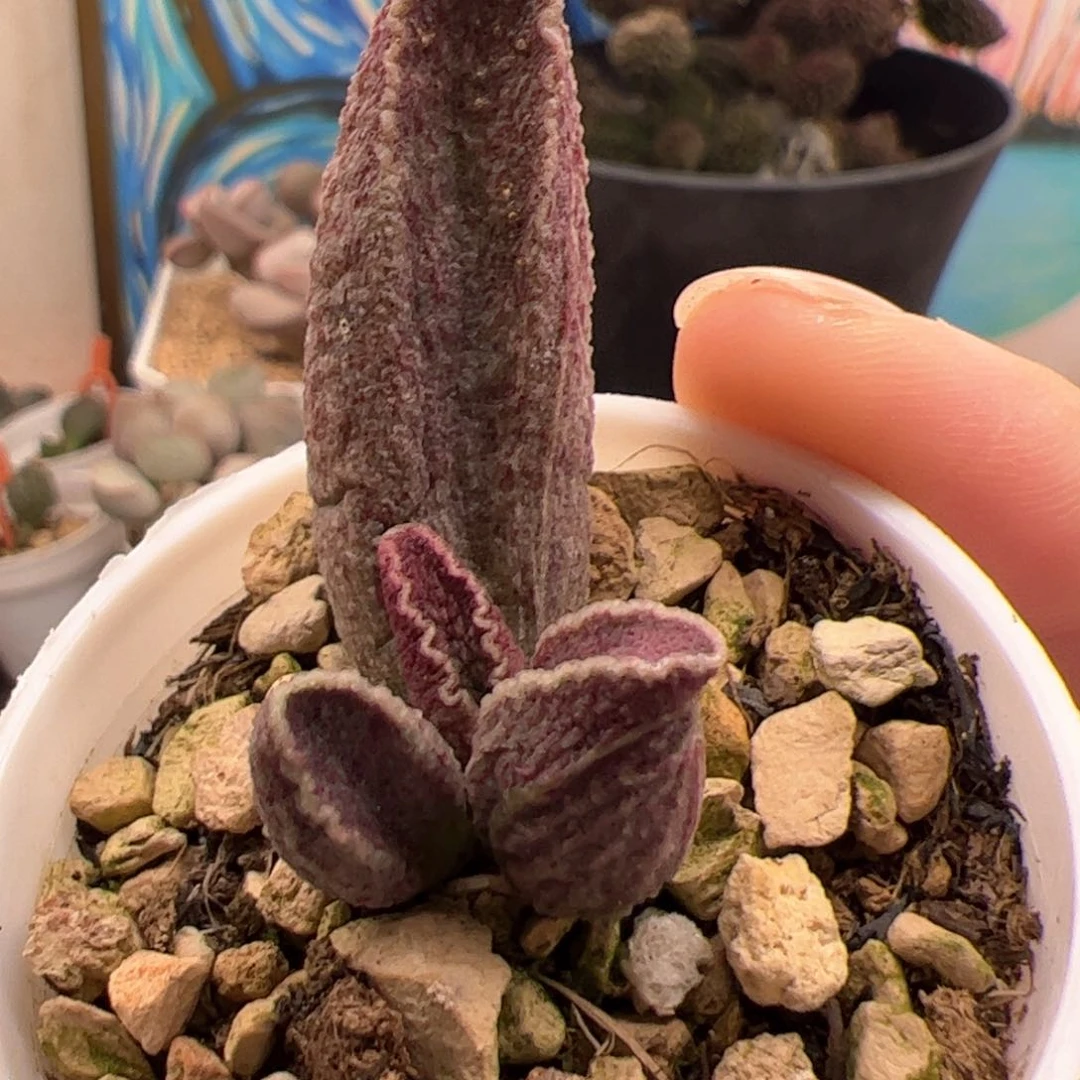 花猪肝。
