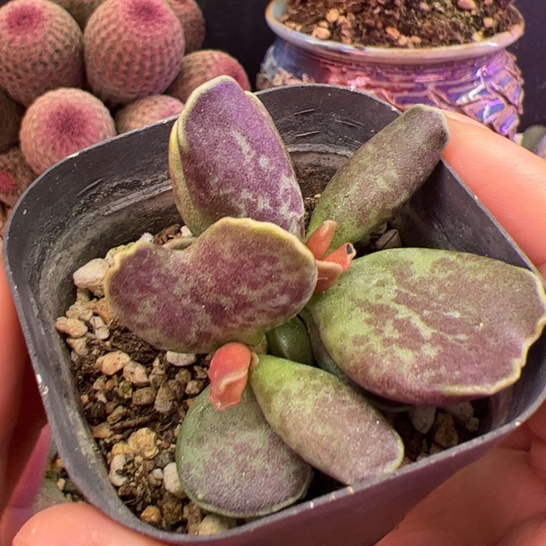 紫库博随机一棵