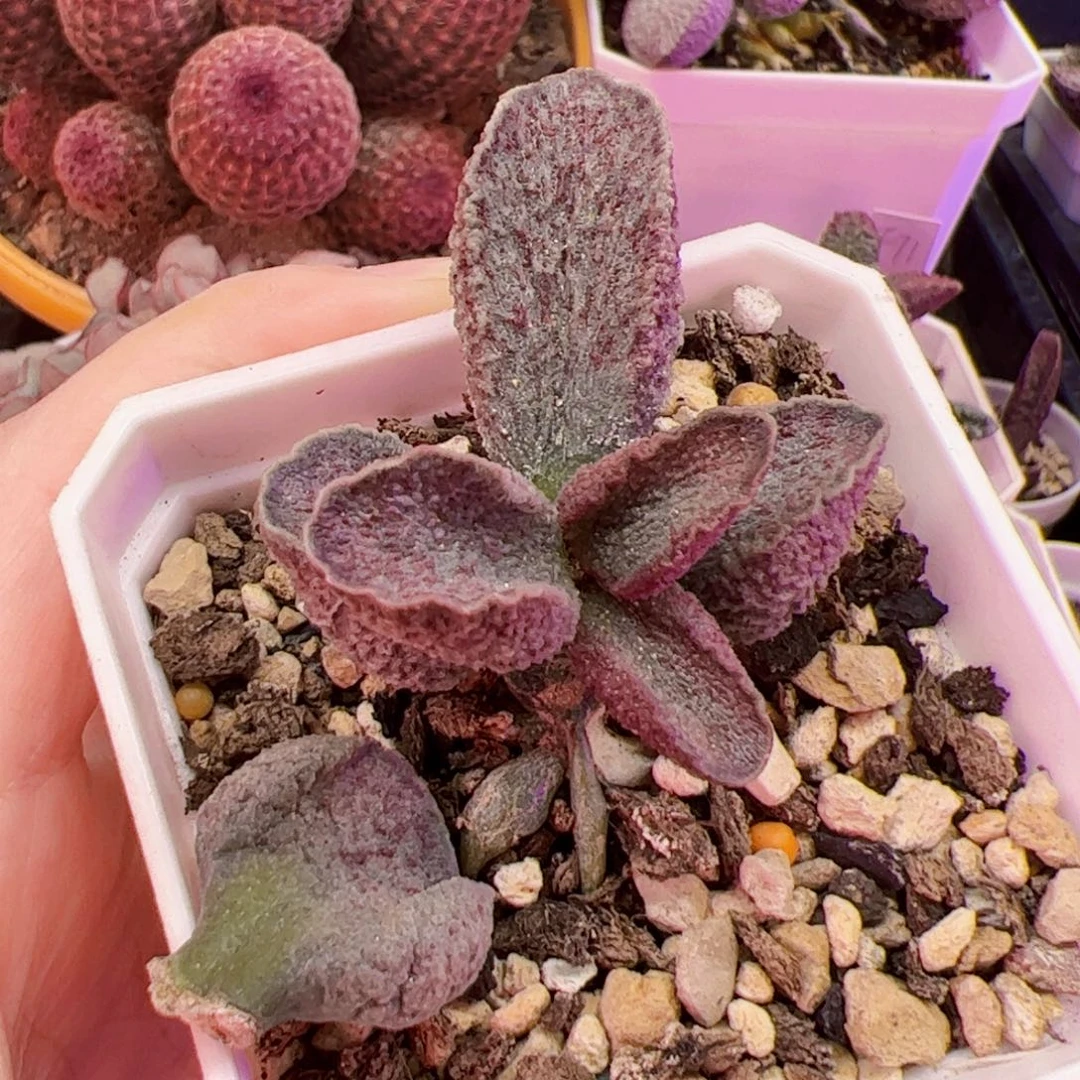 ?****       杂交。