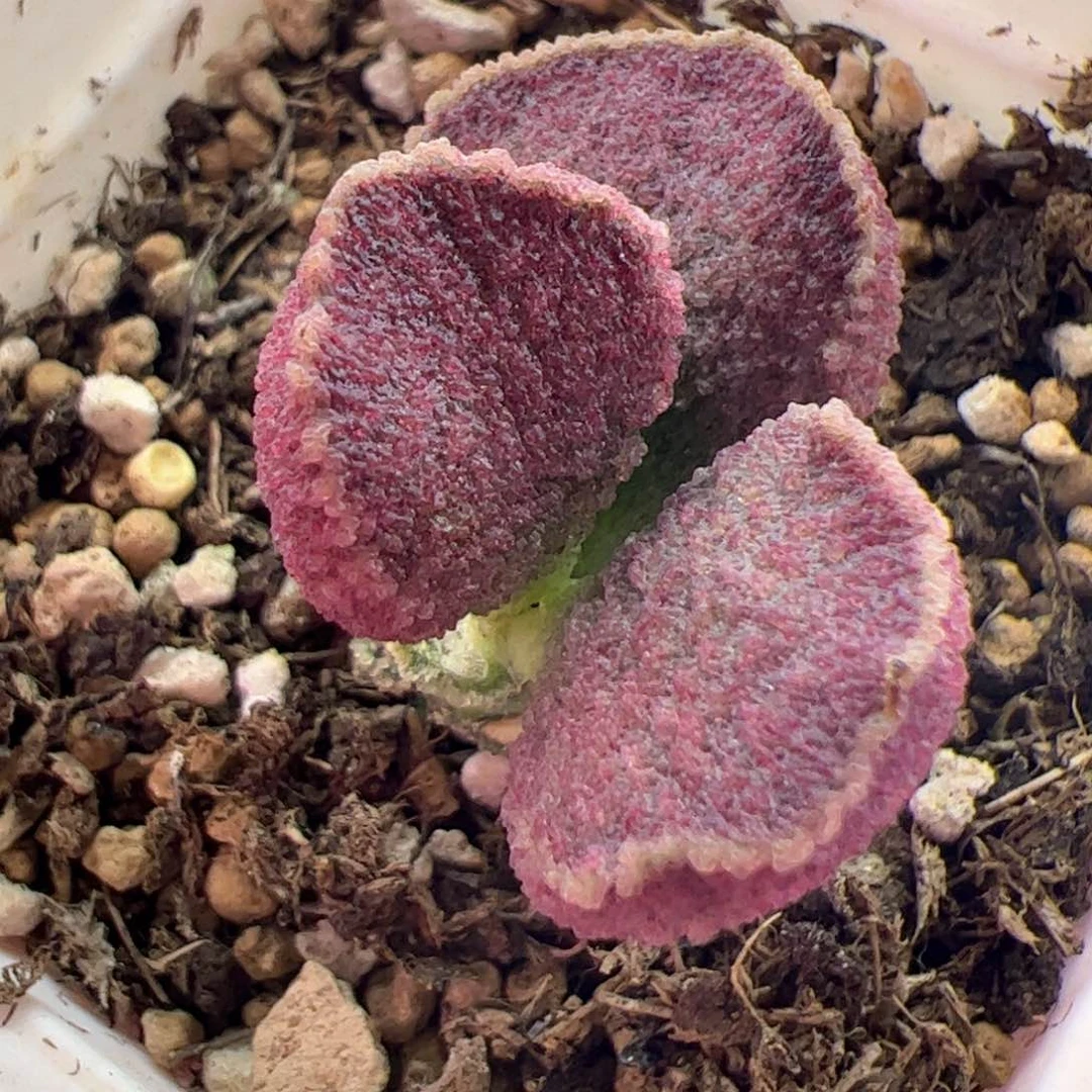 ?****       杂交。