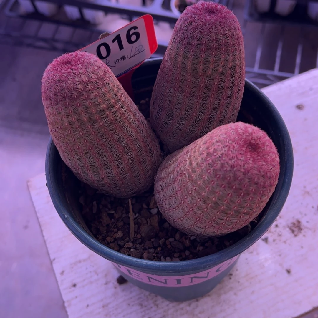 陌**花     红太阳。