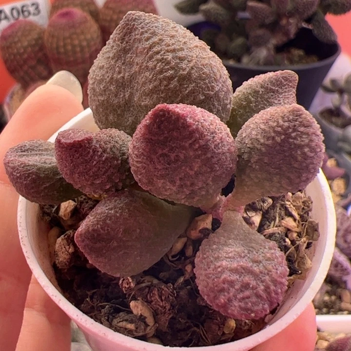 芋*         水蜜桃。